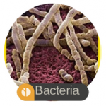 Bacteria