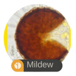 Mildew