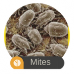 Dust Mites