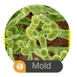 Mold