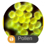 Pollen