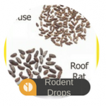 Rodent Droppings